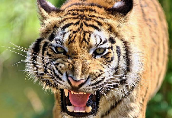 Bali-safari.jpg