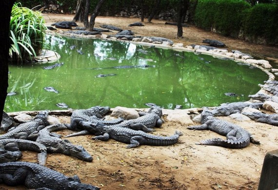 Crocodile Park.jpg