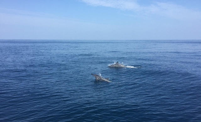 Dolphin Watching.jpg