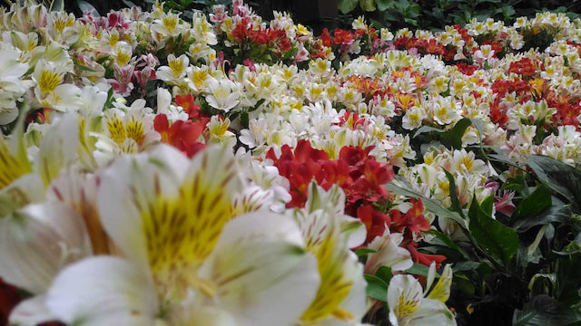 Flower Show 2.jpg