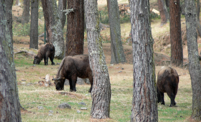 Motithang Takin Zoo.jpg