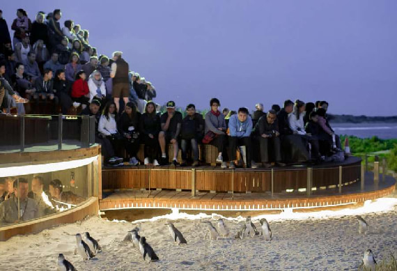 Penguin_Parade.jpg