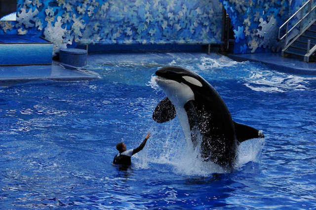 Seaworld-Orlando.jpg