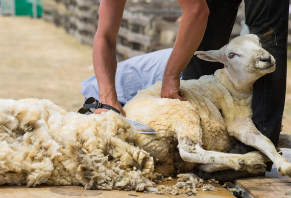 Sheep-shearing-tour.jpg