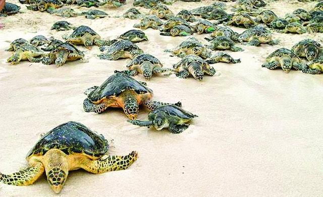 Turtle WatchResize1280 x 780.jpg