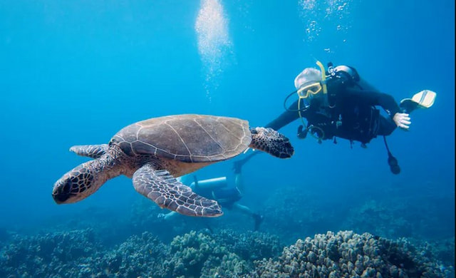 Turtle_scuba_diving.jpg