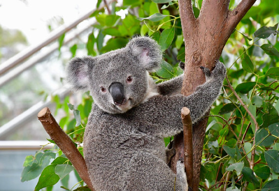 WILD LIFE Sydney Zoo.jpg