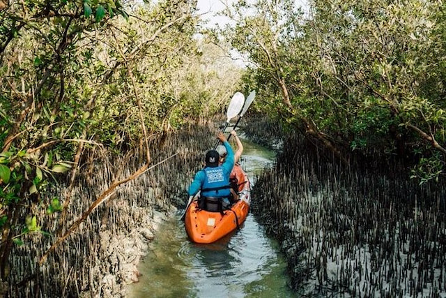 mangrove.jpg