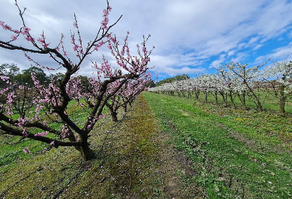 rayners-orchard.jpg