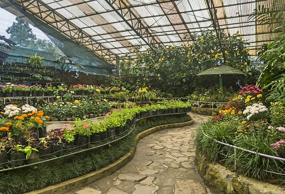 flower-show-02.jpg