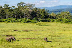 National Park Wilderbeast
