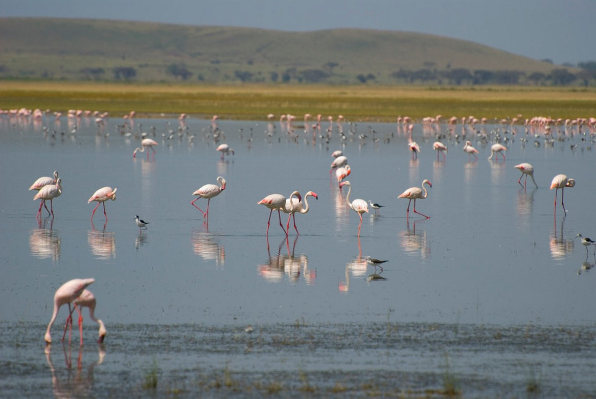 Amboseli National Park 5