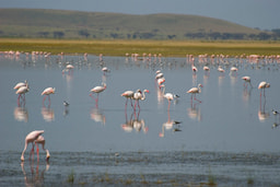 Amboseli National Park 5