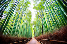 Arashiyama Bamboo Forest