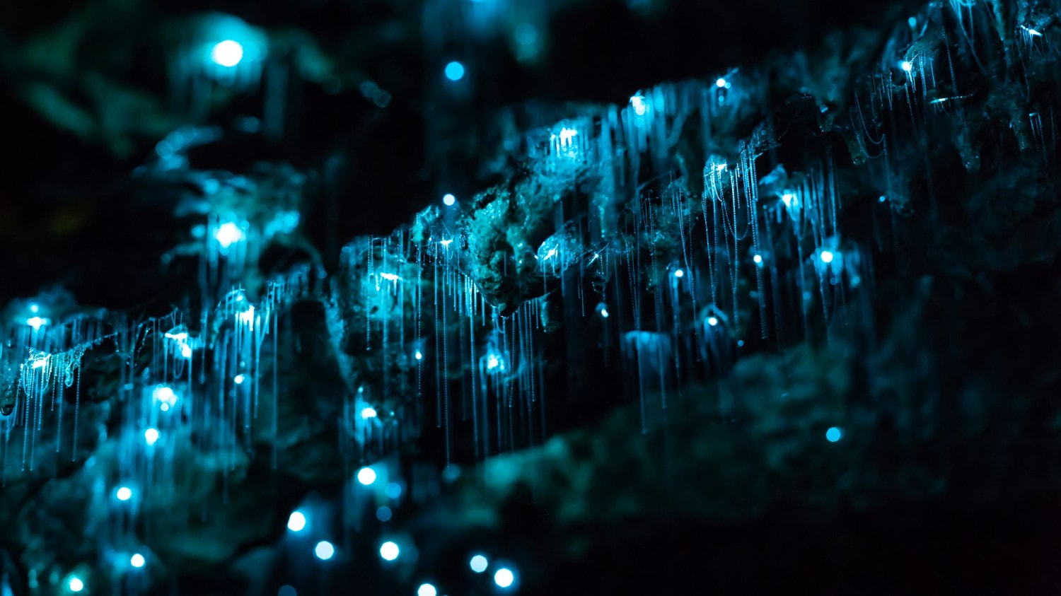 Waitomo Caves