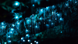 Waitomo Caves