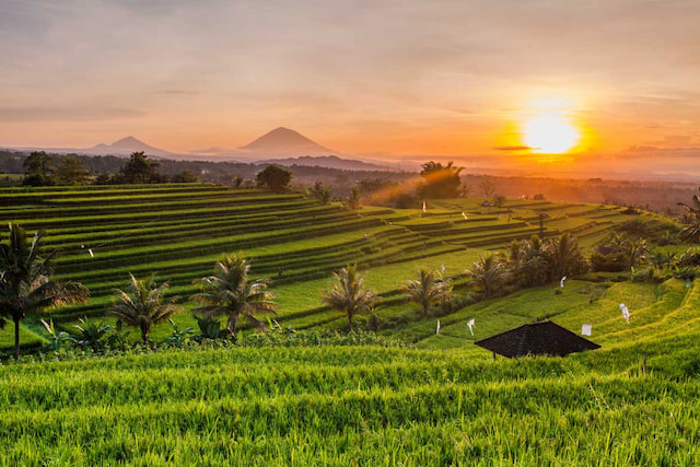 Bali 3