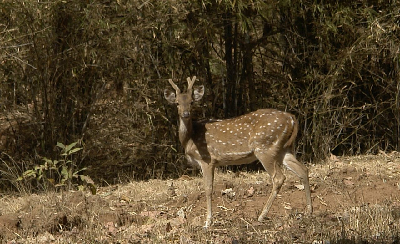 Bandhavgarh National Park