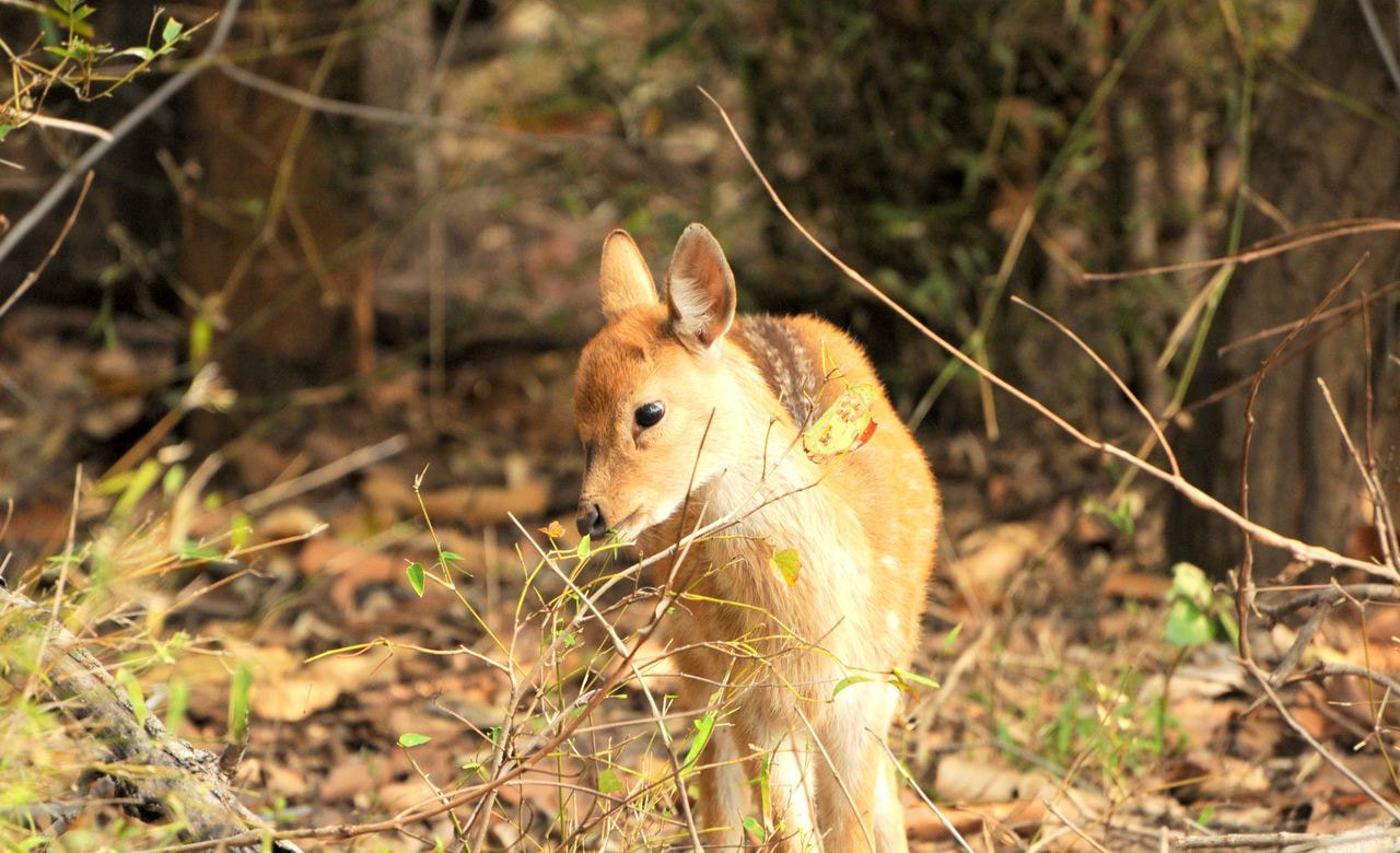 Bandhavgarh National Park