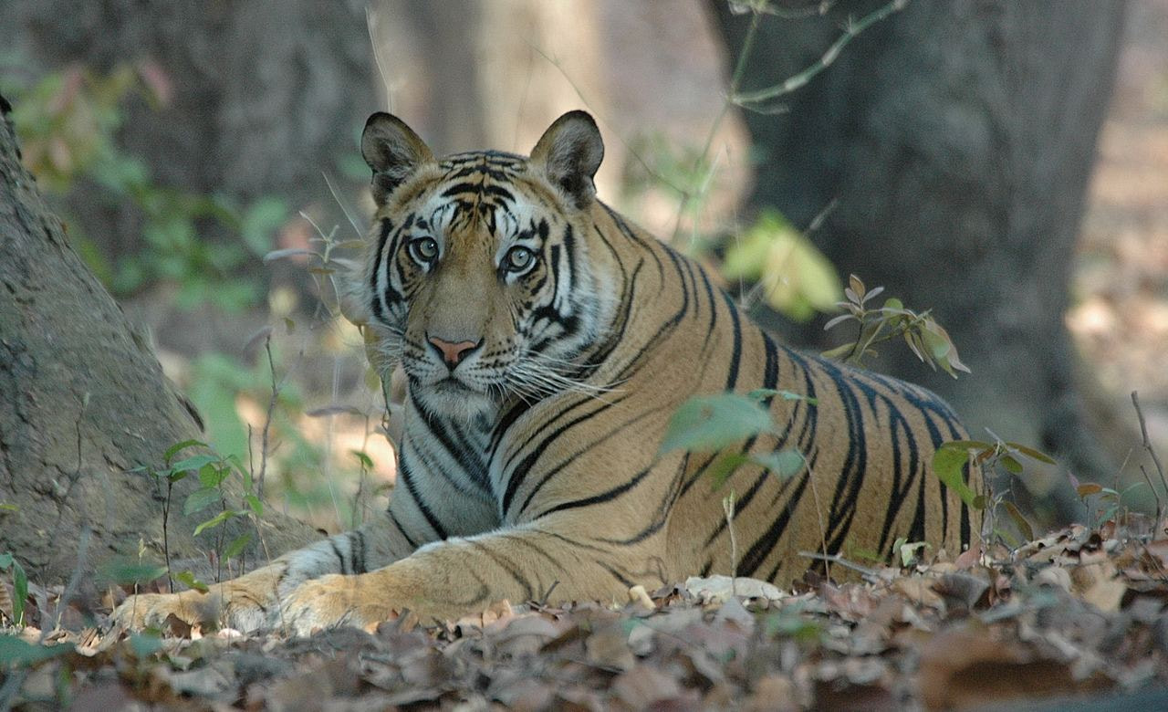 Bandhavgarh National Park