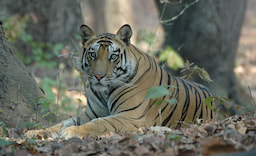 Bandhavgarh National Park