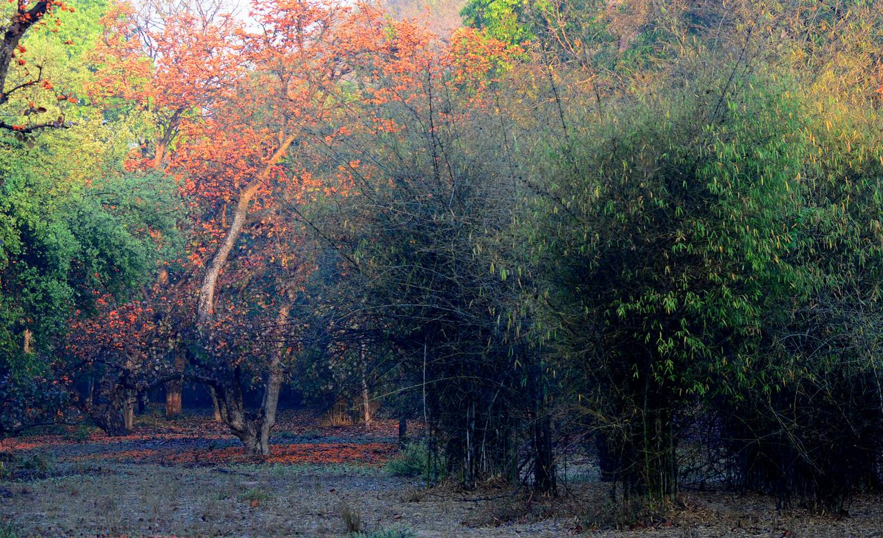 Bandhavgarh National Park