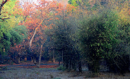 Bandhavgarh National Park