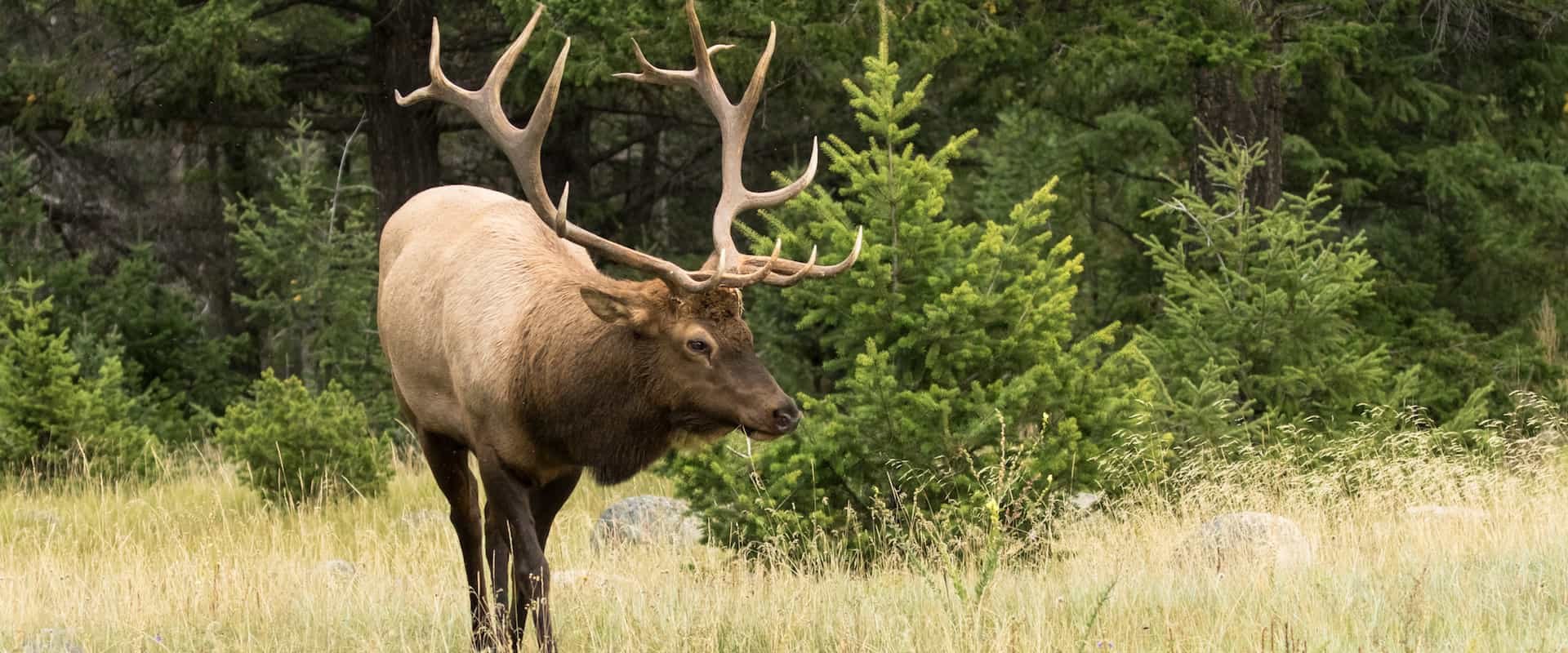 Banff wildlife tour