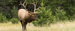 Banff wildlife tour