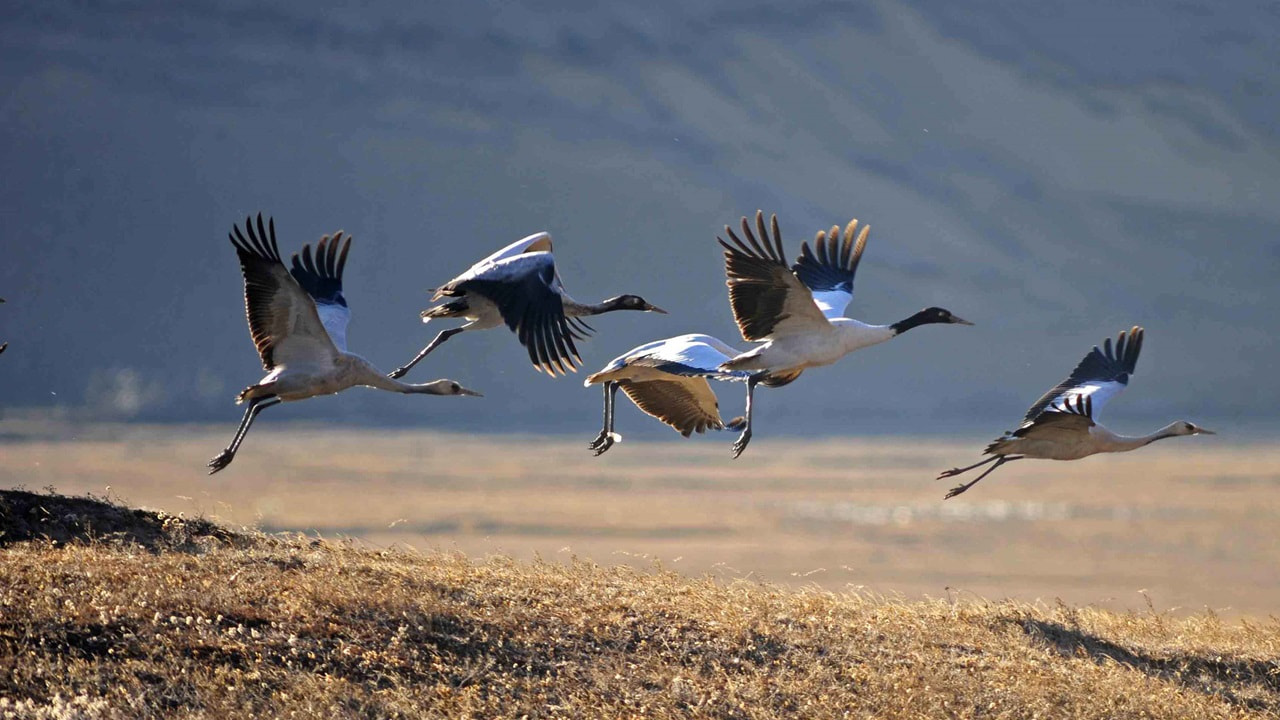 Black Neck Crane In November