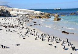 Boulders Beach Cap Town
