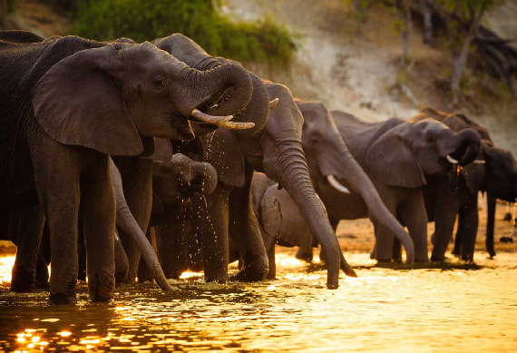 Chobe National Park