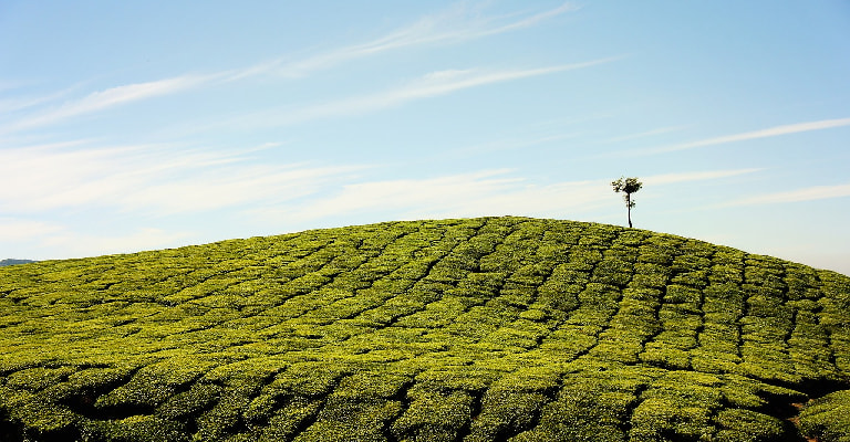 Ciwidey Rancabali Tea Plantation