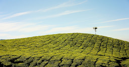 Ciwidey Rancabali Tea Plantation