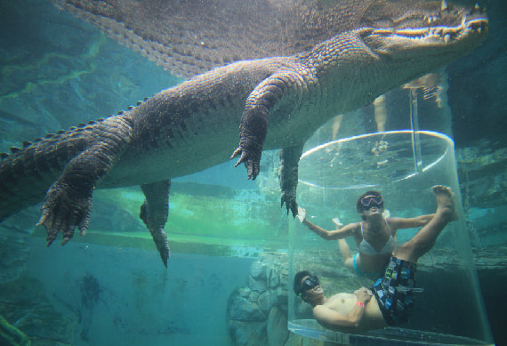 Crocosaurus Cove