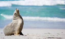 Day Tour To Kangaroo Island Cruise
