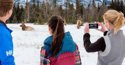 Discover Banff and Its Wildlife