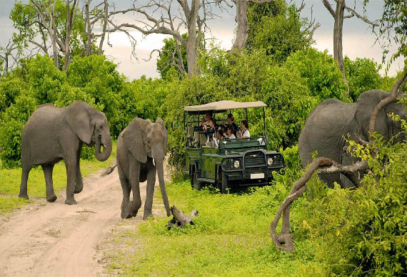 Game Drive Chobe National Park