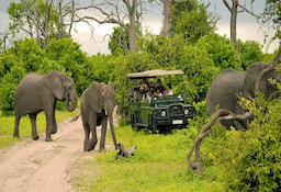 Game Drive Chobe National Park