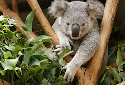 Healesville Sanctuary