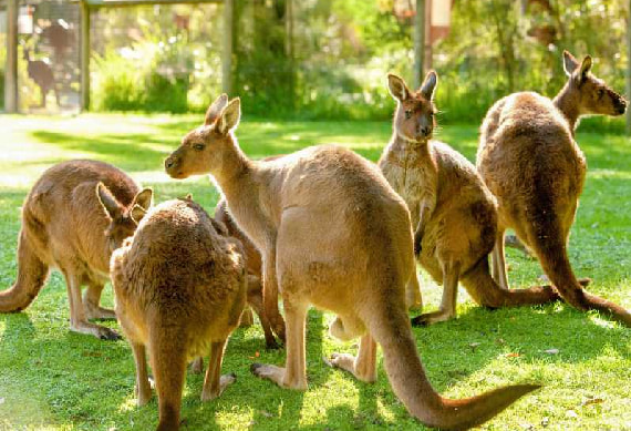 Healesville Sanctuary