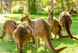 Healesville Sanctuary