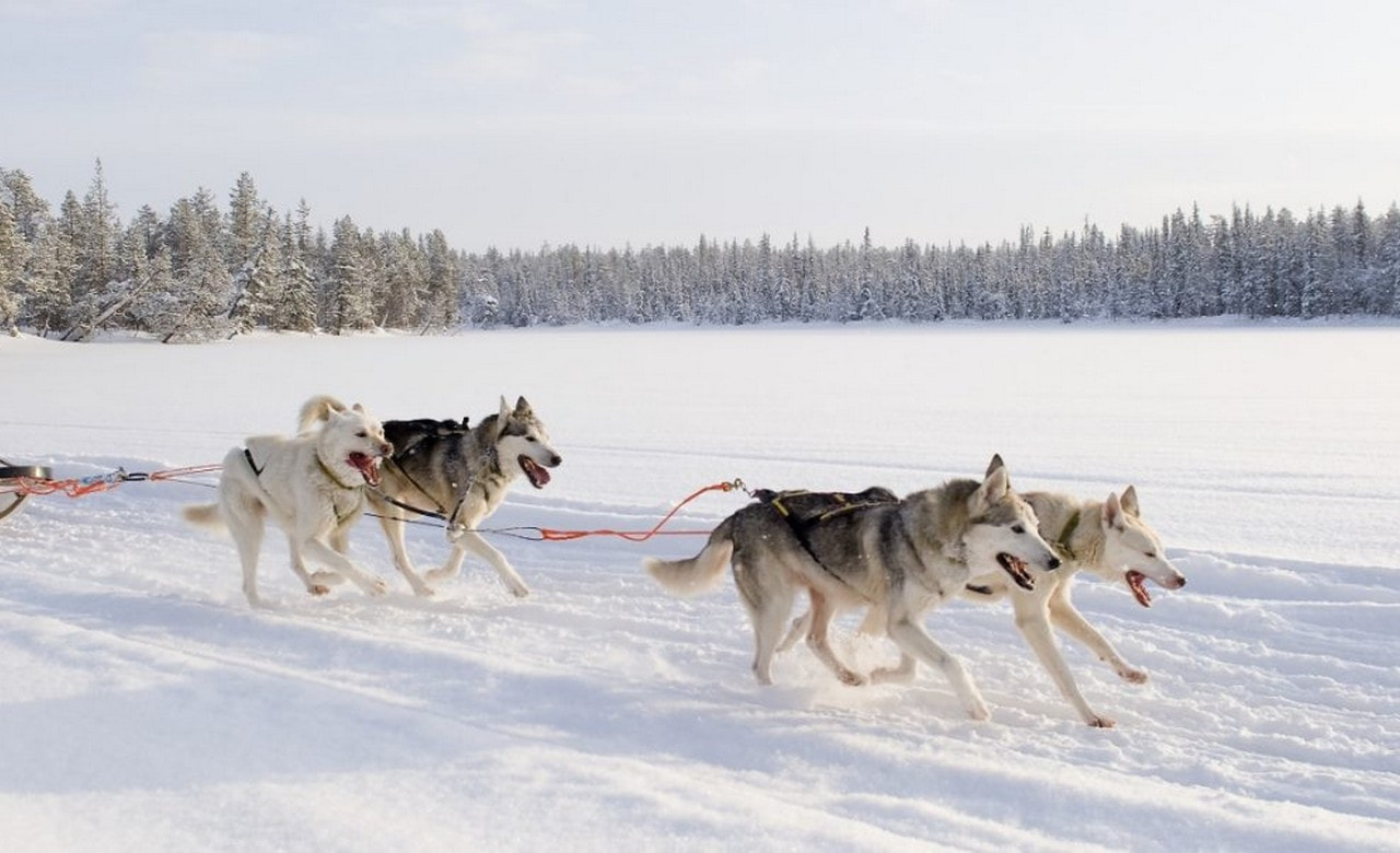 Husky Safari