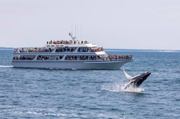 Hyannis Whale Watching