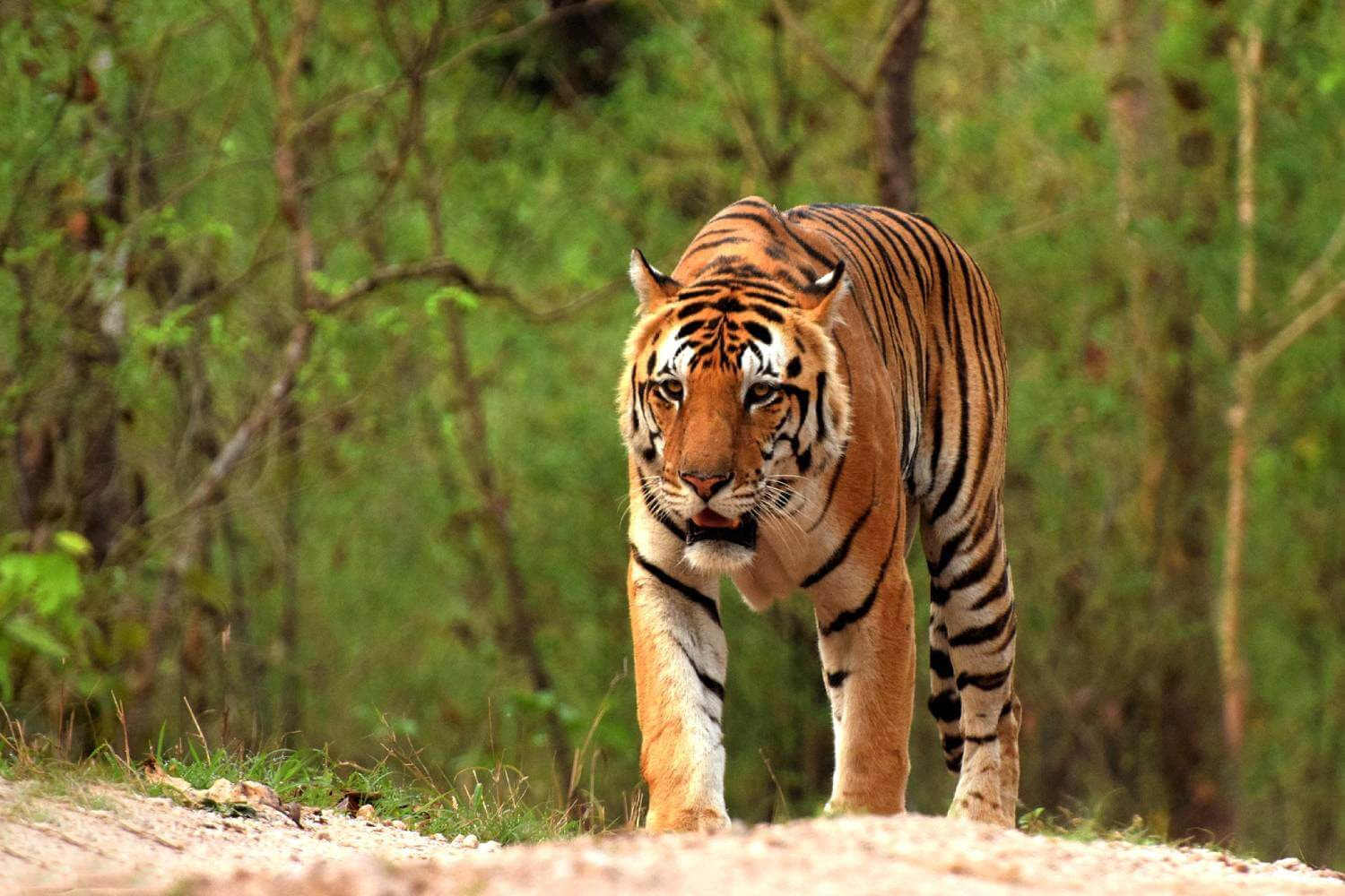 Kanha National Park