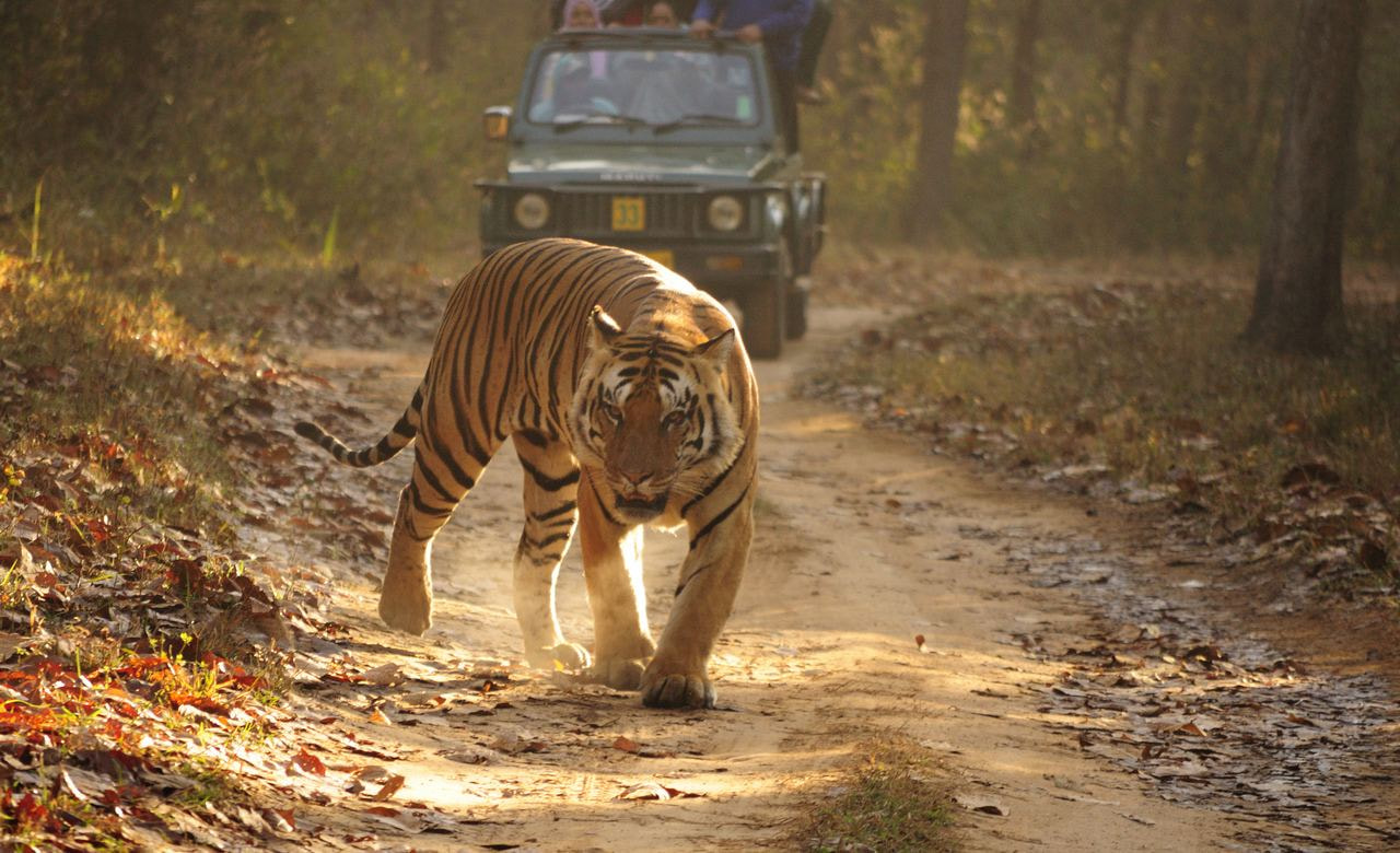 Kanha National Park 6