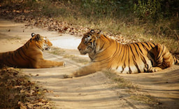 Kanha National Park 5