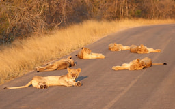 Kruger National Park 