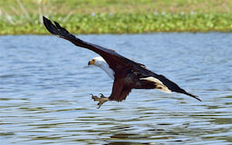 Lake Naivasha3