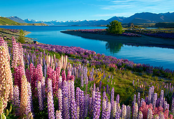 Lake Tekapo